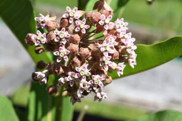pink and white flowers