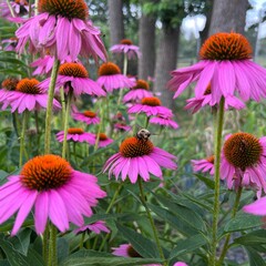 Obraz premium Cone flowers 