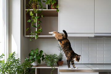 Naughty cat takes advantage of permissiveness of housekeeper climbing on modern furniture in kitchen at home. Domestic pet friend in flight jumping from shelf of wall cabinet landing on countertop - obrazy, fototapety, plakaty