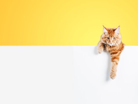 猫カフェ の画像 14 322 件の Stock 写真 ベクターおよびビデオ Adobe Stock 猫カフェ の画像 14 322 件の Stock 写真 ベクターおよびビデオ Adobe Stock