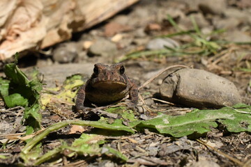frog on the ground