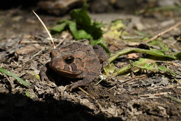 Naklejka premium frog on the ground