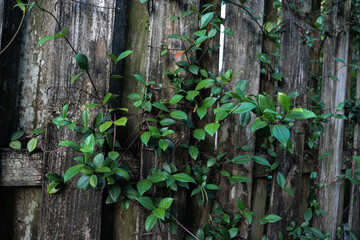 Star Jasmine Growing Up Fence Close Up