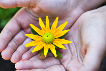 person holding yellow flower - Powered by Adobe