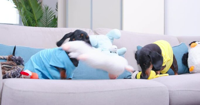Two funny dachshund dogs in colorful t-shirts gnaw soft toys sitting on couch at home, front low angle view. Owner spoiled the pets - everything is littered with toys
