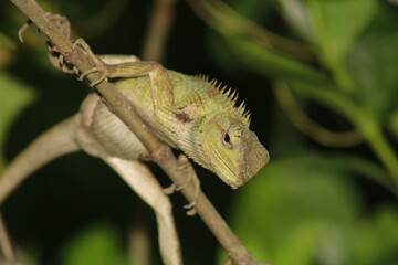 Extreme Close-up Of An Oriental Garden Lizard, Bhadrak, Odisha, India.