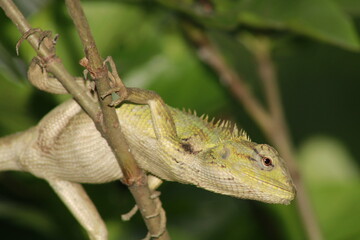 Extreme Close-up Of An Oriental Garden Lizard, Bhadrak, Odisha, India.