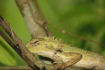Extreme Close-up Of An Oriental Garden Lizard, Bhadrak, Odisha, India.