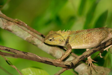 Extreme Close-up Of An Oriental Garden Lizard, Bhadrak, Odisha, India.