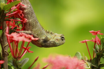 Extreme Close-up Of An Oriental Garden Lizard, Bhadrak, Odisha, India.