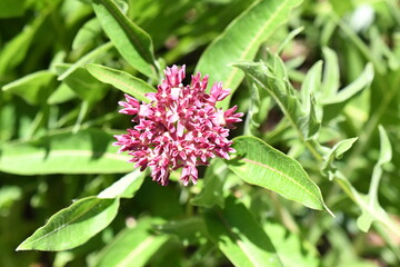 close up of a pink flower