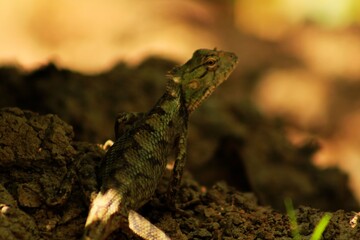 Extreme Close-up Of An Oriental Garden Lizard, Bhadrak, Odisha, India.