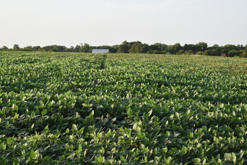 Fototapeta na wymiar Soybean Plants in a Farm Field