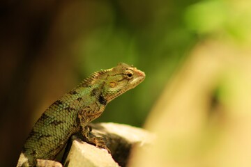 Extreme Close-up Of An Oriental Garden Lizard, Bhadrak, Odisha, India.