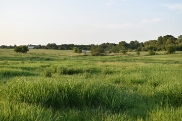 Grassy Field