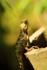 Extreme Close-up Of An Oriental Garden Lizard, Bhadrak, Odisha, India.