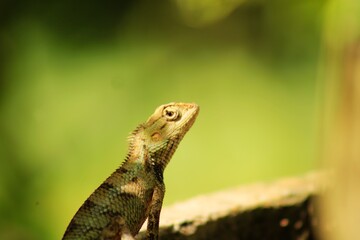 Extreme Close-up Of An Oriental Garden Lizard, Bhadrak, Odisha, India.