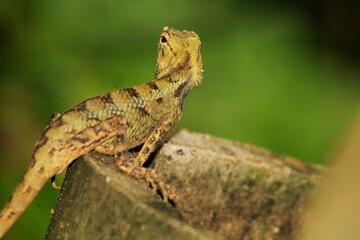 Indian Chameleon or Garden lizard on nature background. Animal Wildlife
