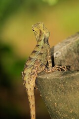 Indian Chameleon or Garden lizard on nature background. Animal Wildlife