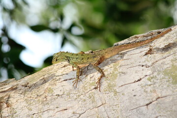 Extreme Close-up Of An Oriental Garden Lizard, Bhadrak, Odisha, India.