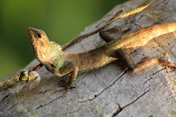 Extreme Close-up Of An Oriental Garden Lizard, Bhadrak, Odisha, India.