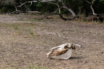 Old horse skull lying pn the ground in Letea Forest, Romania, the oldest natural reservation home...