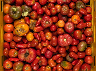 Mixed variety of organic tomatoes in plastic crate. Tomatoes farming or gardening concept.