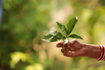 Rare fresh young green bael ( Aegle marmelos, golden apple, stone apple, wood apple) leafs on Hand. Normally bael leaves are trifoliate. But there is six leaves on the single petiole, or leafstalk