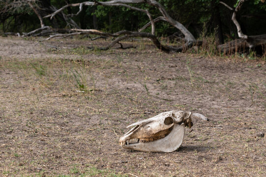 Old horse skull lying pn the ground in Letea Forest, Romania, the oldest natural reservation home to thousands of wild horses.