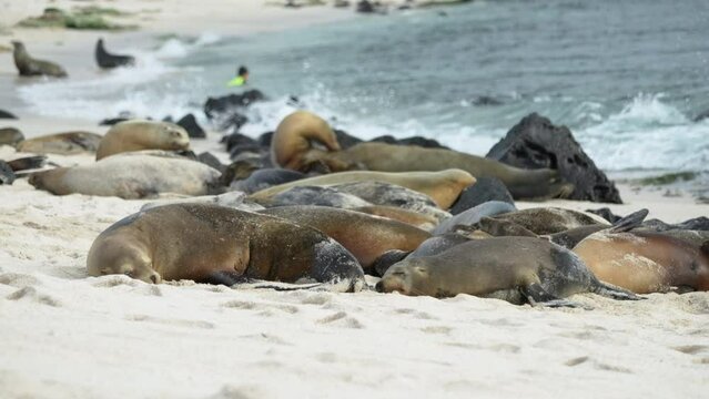 Resting Sleeping Galapagos Sea Lions On Playa Punta Beach Relaxing Beside Waves. Slow Motion