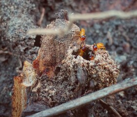 Termites