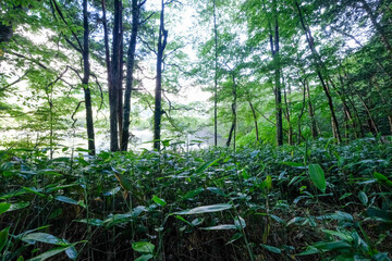 長野県松本市上高地の散策路