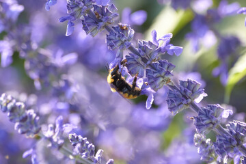 Bee & Purple Flower2