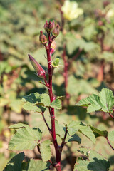 Fresh, organic ocra field in nature, Foca - Izmir - Turkey