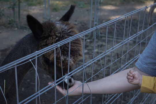 Father's And Kid's Hands  Feeding An Alpaca