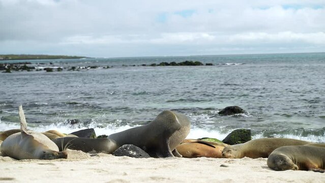Group Of Galapagos Sea Lions On Playa Punta Beach Relaxing Beside Waves. Slow Pan Right, Slow Motion