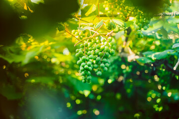 Green unripe grapes growing in a vineyard close-up on a blurred background. Bunch of grapes in the evening at sunset, soft lighting