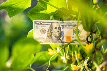 A hundred dollar bill next to cucumbers growing on a mesh fence close-up in a garden bed. Money on an overgrown chain-link fence close-up