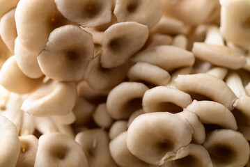 Fresh Oyster mushroom, Edible mushroom, Organic food ingredient