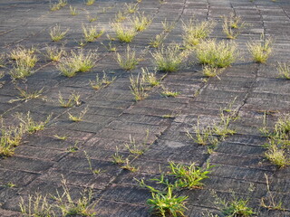 雑草