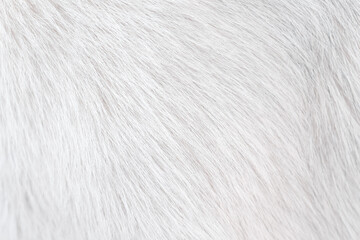 Dog fur texture and soft short smooth patterns , animal hair white grey background