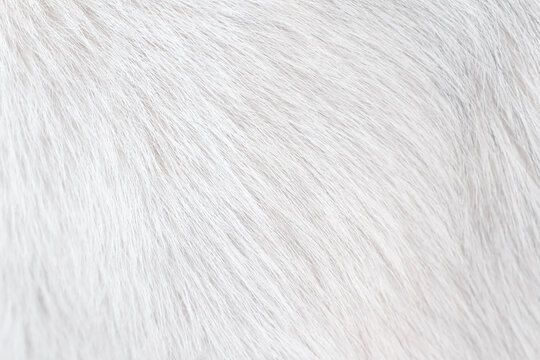 Whiten dog cheap fur