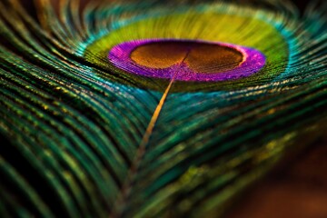 Fototapeta premium Beautiful, shiny, bright, peacock feather closeup. Single feather, isolated.