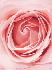 Fototapeta na wymiar Painted pink rose close up