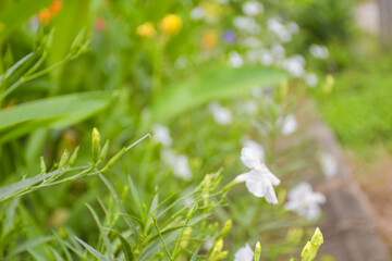 Mexican Bluebell, Britton’s Wild Petunia white blooming and soft blur light bokeh