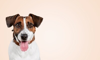 happy adult dog smiling on color background