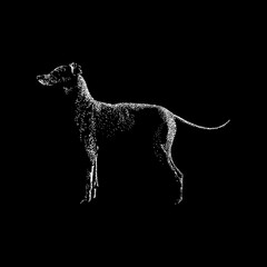 Japanese Terrier hand drawing vector illustration isolated on black background