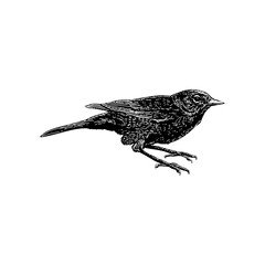 Orange-Crowned Warbler hand drawing vector illustration isolated on background