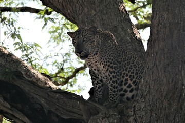 leopard resting on tree
