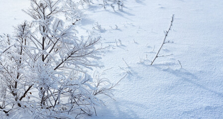 
hoarfrost covers the branches of a plant on a cold winter day, rime ice